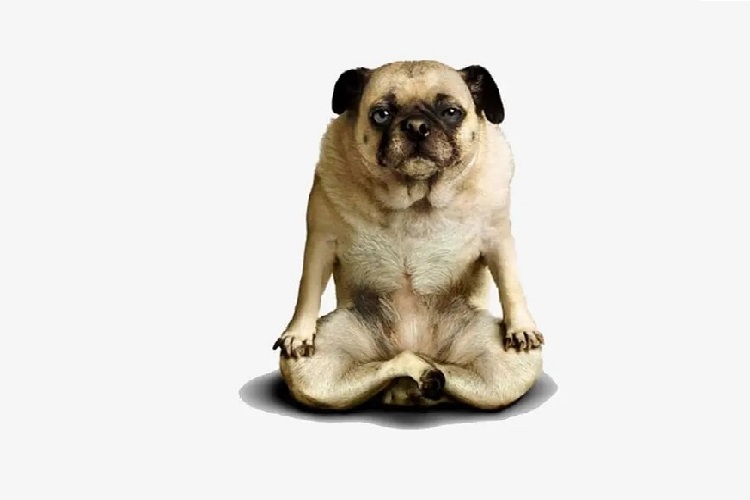 Varför kan inte en hund motstå frestelsen av en yogamatta?
